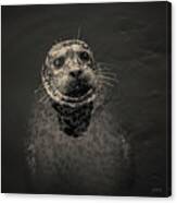 Harbor Seal Iii Toned Sq Canvas Print