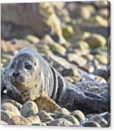 Harbour Seal Pup Canvas Print