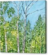 Hart Prairie Aspens Canvas Print