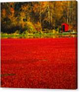 Harvest Time Canvas Print