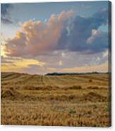 Harvest Time Canvas Print