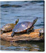 Hatchie National Wildlife Refuge Turtles Canvas Print