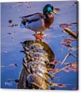 Have You Heard The Story About The Duck Canvas Print
