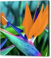 Tropic Bird Of Paradise Flowers Canvas Print