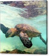 Hawaiian Green Sea Turtle Canvas Print