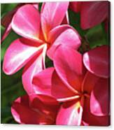 Hawaiian Plumeria - Red 02 Canvas Print