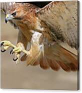 Hawk Attack Canvas Print