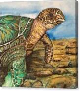 Hawkbilled Sea Turtle Canvas Print