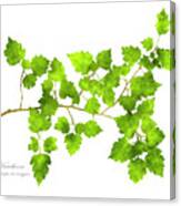 Hawthorn Pressed Leaf Art Canvas Print