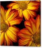 Hdr Flowers Canvas Print