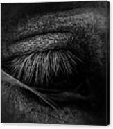 He Bw Canvas Print