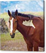 Head Shot Of A Wild Paint Horse Canvas Print