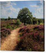 Heath Landscape With Purple Heather Flowers Canvas Print
