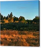 Henry Cowell Sunset Canvas Print
