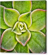 Hens And Chicks Canvas Print