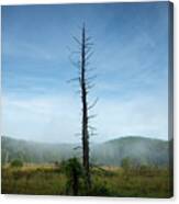 Hermit - Solitary Tree In Wetlands Canvas Print