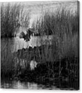 Heron And Grass In B/w Canvas Print