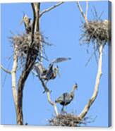 Heron Courting 1 Of 6 The Offering Canvas Print