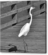 Heron In Black And White Canvas Print