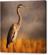Heron In The Field Canvas Print