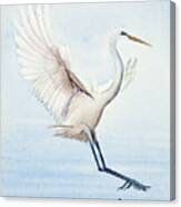 Heron Landing Watercolor Canvas Print