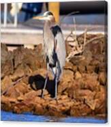 Heron On The Rocks Canvas Print