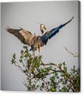 Heron Treetop Landing Canvas Print