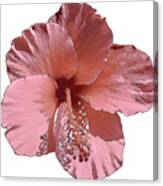 Hibiscus  Flower Canvas Print