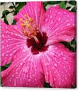 Hibiscus #flower #pink #bloomingnow Canvas Print