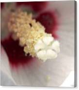 Hibiscus Hearts Of Love Canvas Print