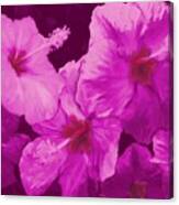 Hibiscus, Pink Canvas Print