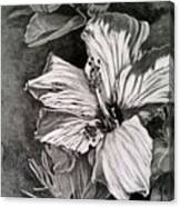Hibiscus Canvas Print