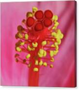 Hibiscus Up Close Canvas Print