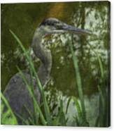 Hiding In The Grass Canvas Print