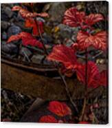 Highbush Cranberry Leaves Canvas Print