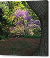 Highland Park In Rochester Ny Lilac Festival Canvas Print