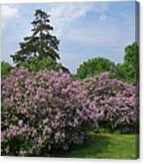 Highland Park Lilacs Rochester Ny Canvas Print