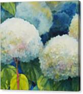 Annabelle Hydrangeas 3 Canvas Print