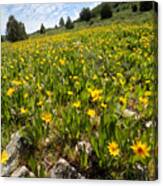 Hills Of Yellow Flowers Canvas Print