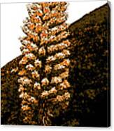 Hillside Yucca Canvas Print