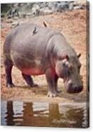 Hippo Pool In Serengeti Tanzania Canvas Print