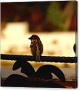 His Eye Is On The Sparrow Canvas Print