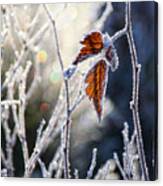 Hoar Frost And Leaves In Winter Canvas Print