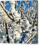 Hoar Frost Canvas Print