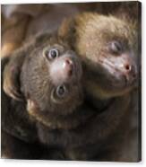 Hoffmanns Two-toed Sloth Orphans Hugging Canvas Print