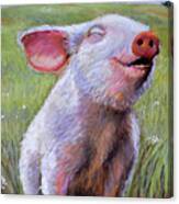 Hog Heaven Canvas Print