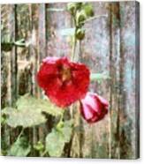 Hollyhock On Weathered Wood - Remember The Days Canvas Print