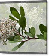 Heteromeles Arbutifolia - Toyon Canvas Print