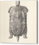 Home's Hingeback Tortoise, Kinixys Homeana Canvas Print