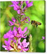 Honey Bee In Flight Canvas Print